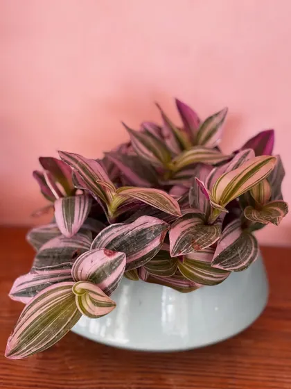 The soft pink and green stripes of this Tradescantia Nanouk look so lovely against this pastel blue ceramic bowl. Choosing a planter that complements the plant's colors can really make it pop.