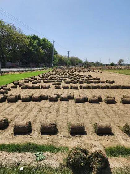 A wide view of our turf farm, ready for harvesting. We supply durable and sustainable turf for landscapers, schools, and government projects.