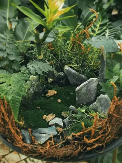 I call this a micro forest in a tray. I used moss, ferns, small rocks, and a lucky bamboo stalk to create a lush, green landscape in a compact form.