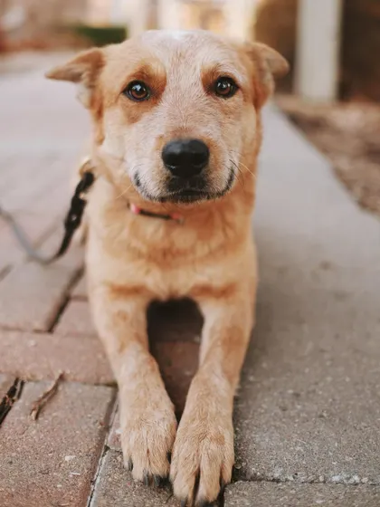 This is Foxy, and she's looking for her forever home. She's a 1-2 year old Red Heeler mix who is fully trained, good with dogs and kids, and loves to cuddle.