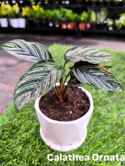 The elegant Calathea Ornata, with its pinstriped leaves, is another beautiful and affordable option at just ₹499. Perfect for adding a touch of class to your desk or shelf.