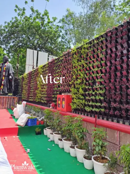 This 'After' shot shows the vertical garden in its new context, with event setup in front. The green wall provides a beautiful, natural backdrop for any activity.