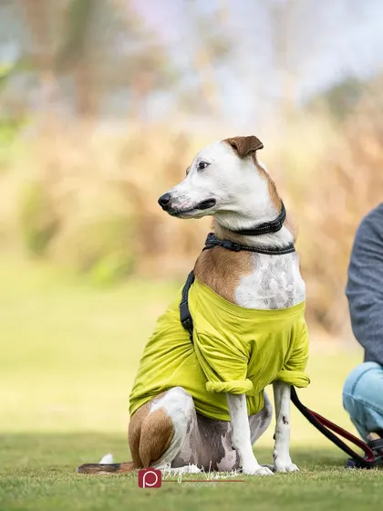 Cocoa the Indie dog, looking stylish in his yellow shirt, sitting next to his human. A quiet moment captured during a day out.