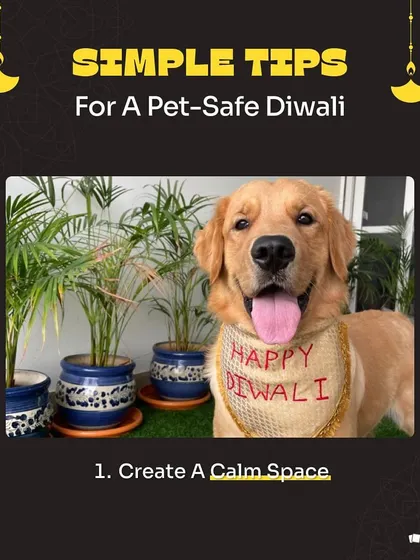 Festivals can be stressful for pets. A simple tip for a pet-safe Diwali is to create a calm, quiet space away from the noise where your furry friend can feel secure.