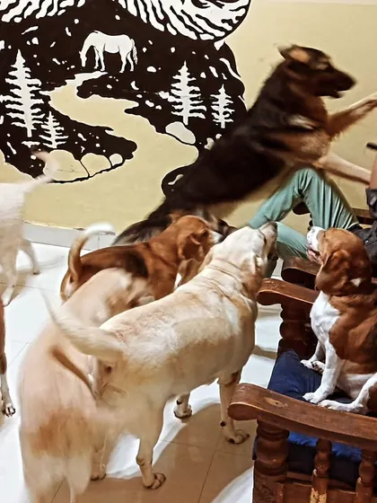A German Shepherd trying to get a high five. The energy in this room is amazing.