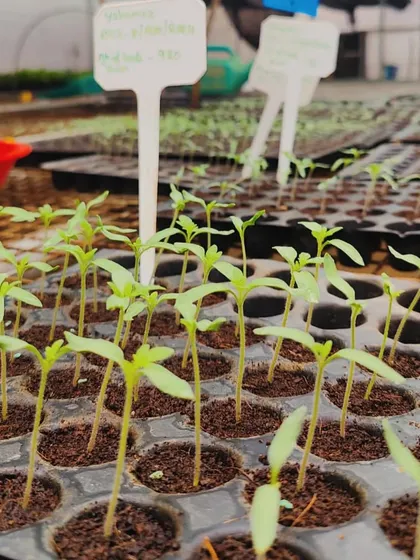 The promise of a future harvest. These tiny tomato seedlings will soon be transplanted into our main greenhouse.