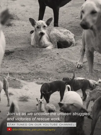 A stark, black and white photo showing the reality of life for many dogs in an animal shelter. Our documentary, 'Whispering Hearts', uncovers these unseen struggles and the victories of rescue work.