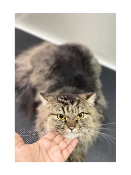 Ash, a majestic Siberian cat, looking into the camera. His thick, luxurious coat requires regular grooming to stay healthy and mat-free.