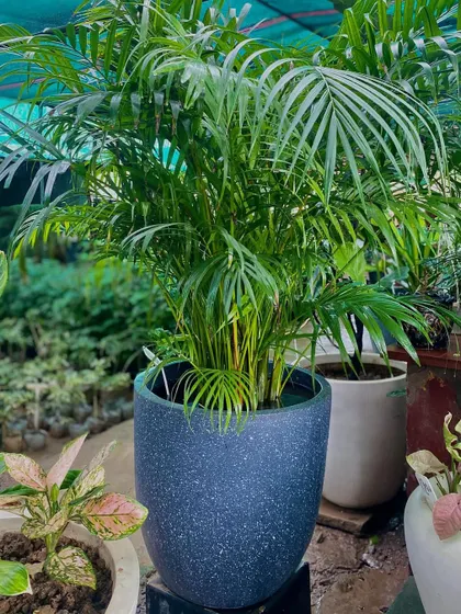 An Areca Palm in a dark speckled pot, a classic choice for adding a tropical vibe. It's an excellent air purifier and is known to bring positive energy.