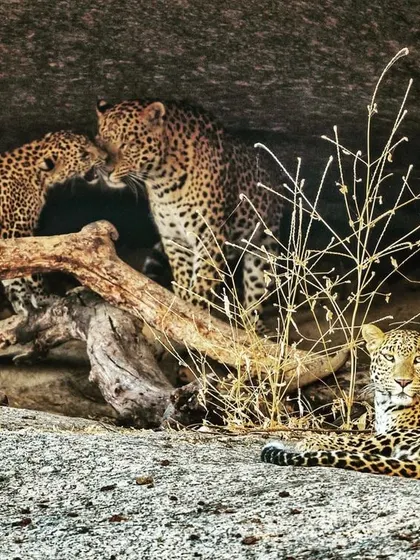 A rare and intimate glimpse into the life of a leopard family in Bera, Rajasthan. Capturing the tender interaction between the cub and the male, while the female rests nearby, shows a side of these elusive predators that few ever get to see.