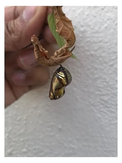 Another view of the Tithoria tarricina chrysalis, a perfect example of nature's sculpture.