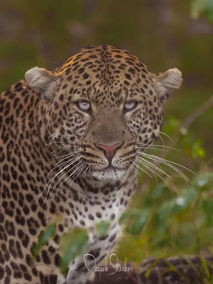 This is Enkima, a male leopard from the Masai Mara. His eyes are what get me. They hold the wisdom and intensity of the wild, a direct connection to the soul of a predator.