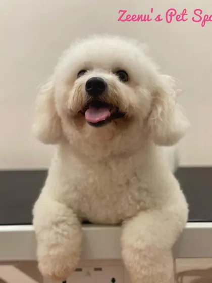 This happy Bichon Frise is shining bright after a bath with my special whitening shampoo, which helps make white coats sparkle.