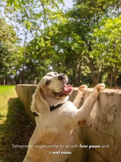 "Sometimes angels come to us with four paws and a wet nose." A beautiful sentiment paired with a photo of Theo the Beagle on his 9th birthday.