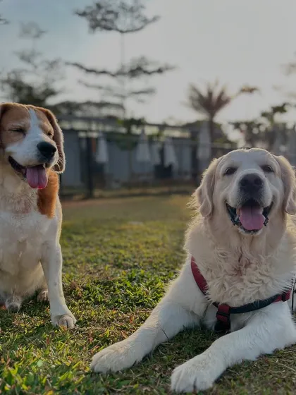 These two friends are sharing a laugh. Our camp is the best place for dogs to socialize and make new pals.