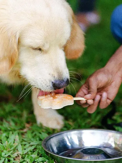 Even our four-legged children get treats. This pup is enjoying a special popsicle from our pet menu.