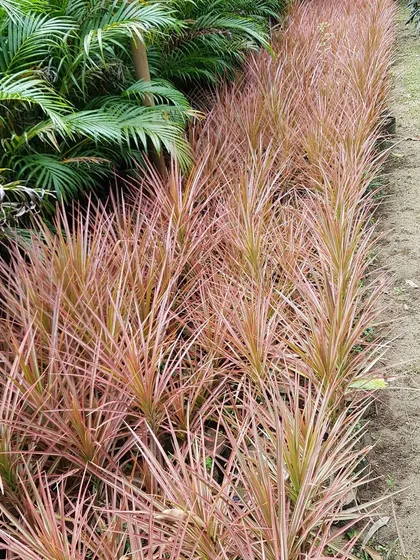 A large quantity of Dracaena Marginata plants lined up at the nursery, showing my readiness to fulfill bulk orders for landscapers and retailers.