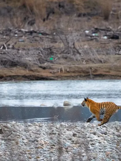 A duplicate of image 141, capturing the explosive power of the tiger's sprint.
