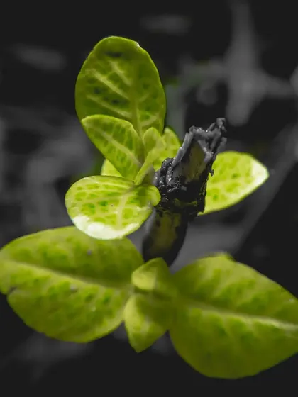 A new green leaf sprouting from a dead branch, with a black and white background to make the color pop. It’s a symbol of life and renewal.