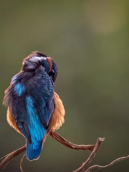 A Blue-eared Kingfisher, seen from behind, preens its stunning blue and orange feathers. This image focuses on the texture and color patterns of the bird in a moment of quiet self-care.