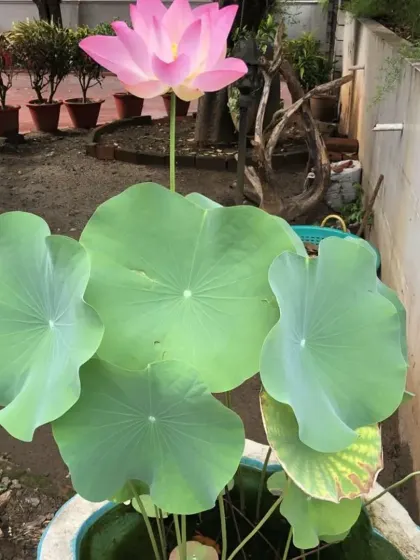A magnificent pink Lotus flower rising above its large green pads in a water pot. I can help you set up your own aquatic garden.