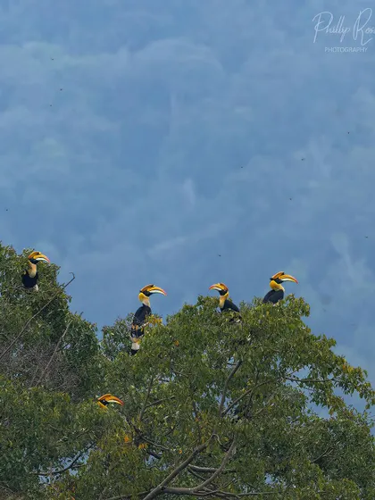 A group of five hornbills perched atop a tree, showcasing the social nature of these birds during the congregation.
