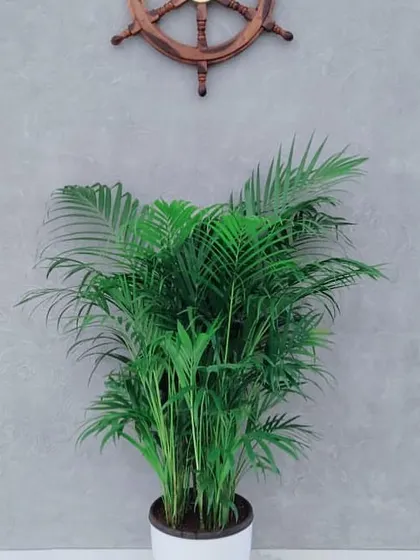 An Areca Palm placed against a textured grey wall adds a soft, elegant touch to this room. Known for its excellent air-purifying qualities and graceful, feathery fronds, it's a popular choice for brightening corners and creating a fresh, welcoming feel in reception areas or living rooms.