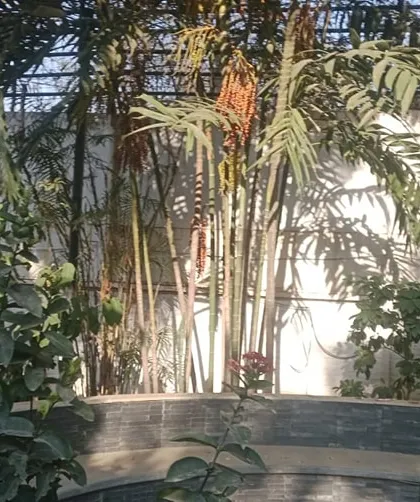 A lush, tropical-style garden that benefits from my professional care. I ensure that plants get the right amount of light and water to flourish, keeping your garden beautiful through every season.