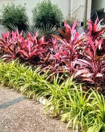A detailed shot of the plant selection for the Aakriti Constructions project, featuring contrasting foliage for visual interest along the walkways.