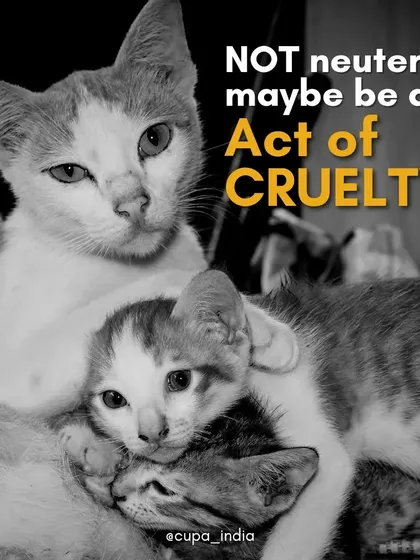 We believe that NOT neutering is an act of cruelty. It knowingly allows more kittens to be born into a world of hardship. Choosing to neuter is choosing compassion.