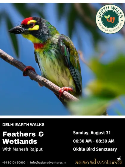 The Coppersmith Barbet, another colorful resident of Delhi's green spaces. This poster for our "Feathers & Wetlands" walk invites you to discover the birds that thrive in urban sanctuaries like Okhla.