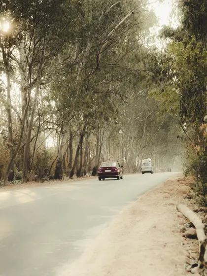 A quiet road lined with trees. The soft light and empty road create a feeling of peace and escape.