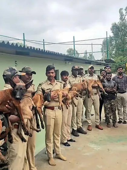 A proud moment with the forest department staff and the first batch of Belgian Malinois puppies for the wildlife sniffer and offence tracking dog training centre at Bandipur.