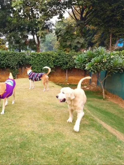 Even in winter, our lawns are a hub of activity. These dogs, bundled up in their sweaters, are enjoying the fresh air and exercise that's so important for their well-being year-round.