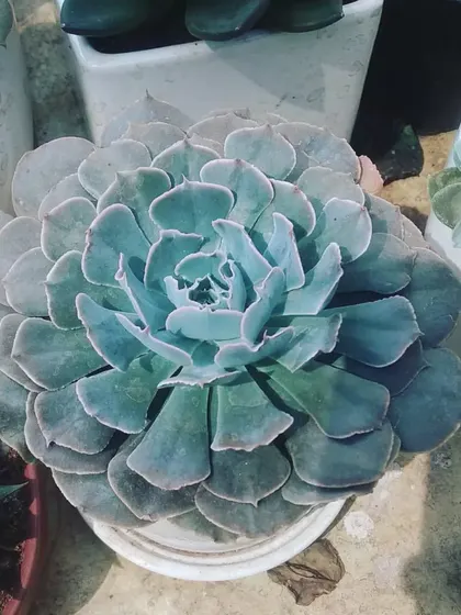 A big Echeveria in a ceramic pot. Succulents like this make you wonder at the beautiful geometric forms found in nature.