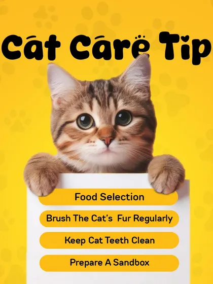 A quick checklist for our cat parents. Proper food selection, regular fur brushing, and clean teeth are the foundations of a happy and healthy kitty.