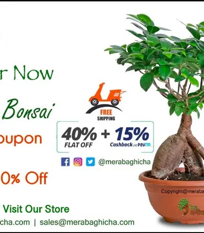 The Ficus Bonsai is a living work of art and a very popular gift. It symbolizes wisdom and tranquility. We often have special offers on our bonsai collection at the store.