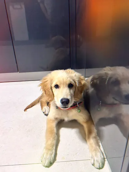 Meet my youngest client, Benji! His wonderful family started his puppy foundation program the day he came home, which is the best way to ensure a great start.