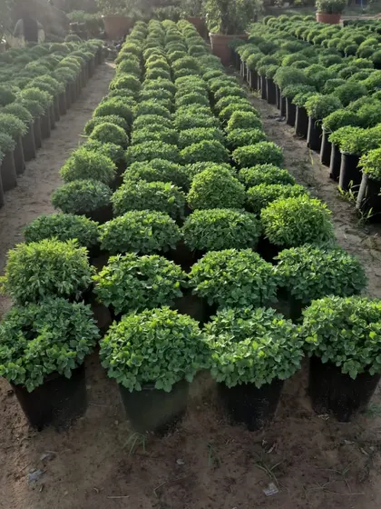 These perfectly shaped shrubs are grown in large numbers for hedging and landscape design. You can see the consistency and quality we maintain across our bulk stock.