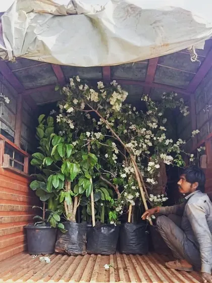 Dispatching a truckload of large plants makes our clients happy, and us too. We offer wholesale rates for bulk purchases.