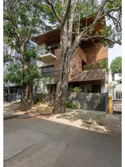 The glorious trees that give this project its name and its soul. The architecture was designed to honor and frame them.