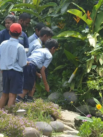 Exploring the ecosystem of our garden pond. We teach students about the importance of water features in attracting biodiversity and creating a balanced natural environment.
