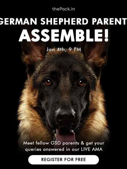 I regularly host free online workshops, like this one for German Shepherd parents, to answer common questions about behavior, training, and breed-specific quirks.