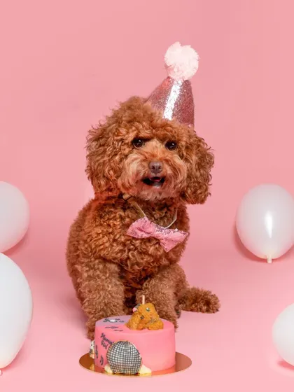 It's party time! This little toy poodle is all set for a birthday celebration, complete with a party hat and a custom cake. I specialize in making your pet's big day un-fur-gettable.