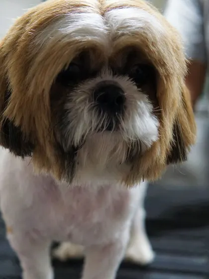 After: Lucky received a stylish trim that maintained some length while giving her a clean, well-groomed look. She was a lovely dog to work with.