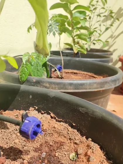 A close-up view of a blue drip emitter at work. This small component is the key to the whole system, slowly releasing water into the soil to keep it perfectly moist for plants in pots and containers.