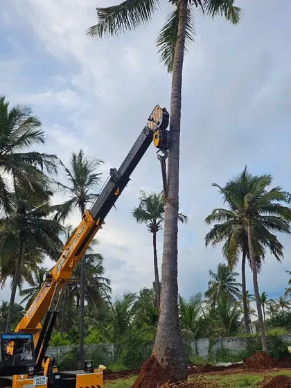 A close-up view of our crane carefully securing a tall coconut palm for lifting. We handle every tree, regardless of height or species, with a methodical approach to ensure its safety throughout the moving process.