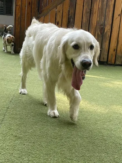 This happy Golden Retriever is confidently strolling through the play area. A day at daycare helps build confidence and provides great exercise for dogs of all sizes.