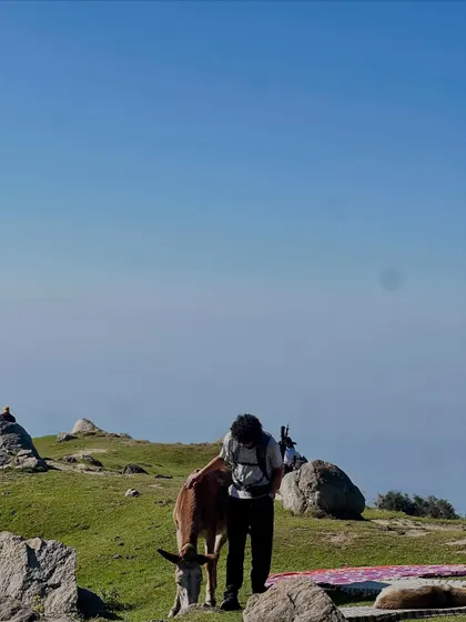 Making friends with the local residents on the Triund trail. The mountains are full of gentle souls.