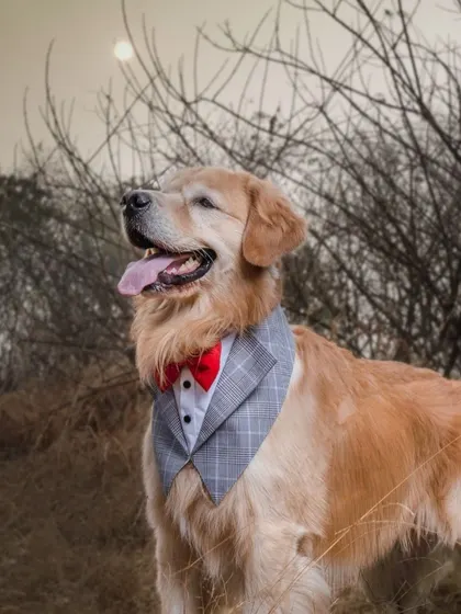 Looking incredibly dapper, Archie wears a formal tuxedo bandana with a red bow tie for his sunrise photoshoot.